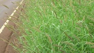 deenanath grass